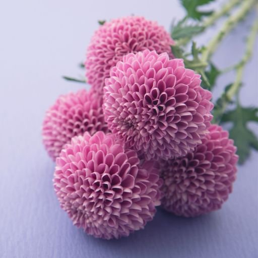 Chrysanthemum Pom-pom